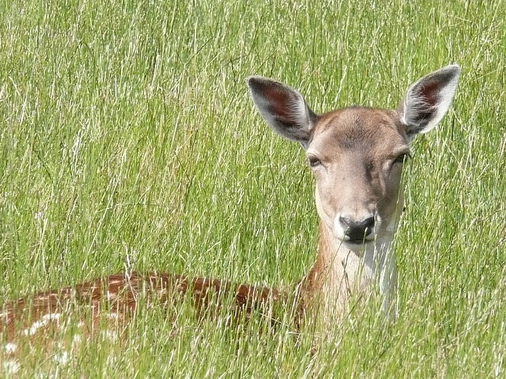 roe deer, grass, fallow deer, attention, ears, animal world