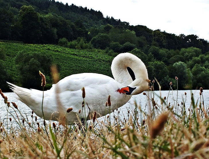 swan, water, swans, grass, lake, nature, animal
