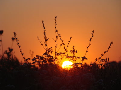 夜明け, 太陽, フィールド, 植物