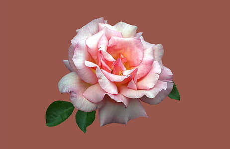 Bad kissingen, rosenhaven, steg, Rose blomst, Luk, lyserød farve, blomst