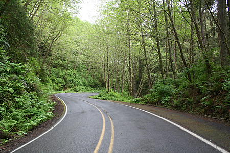 carretera, fusta, natura, bosc, manera, l'aire lliure, camí