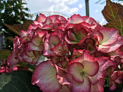 Hortensia, punane, valge, Hortensia macrophylla, õis, Bloom, lill