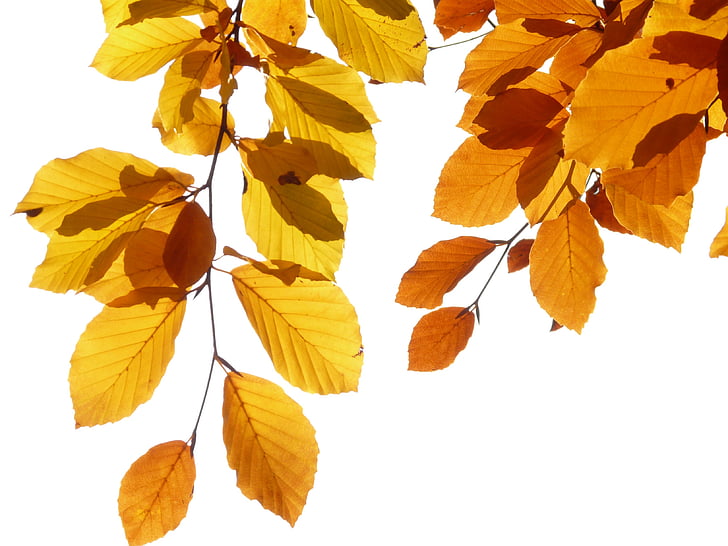 Beech, Fagus sylvatica, Fagus, daun pohon, ben10 emas, Golden Oktober, musim gugur