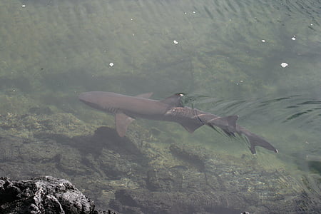 tiburón, pequeño, Galápagos, animal, naturaleza, mar, flora y fauna