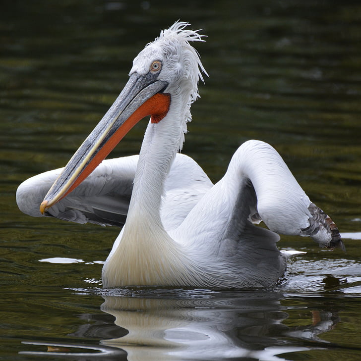 pelican, bird, beak, waterfowl, animal, wings, swimming