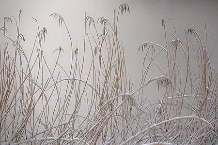 reed, ice, cold, winter, frozen, nature, bank