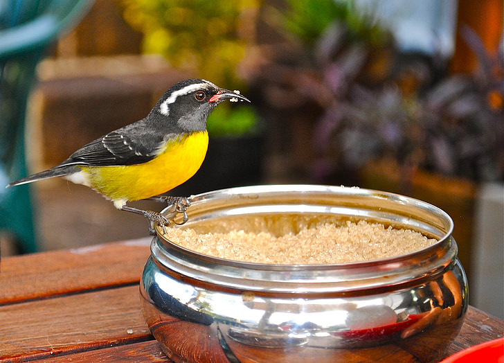 Finch på frukost, nelson's dockyard, Antigua, Karibien, Västindien, fågel, naturen