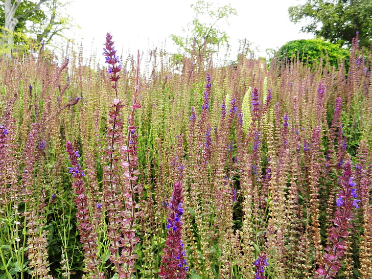 lavender, field, field of lavender, violet, plant, flower, nature