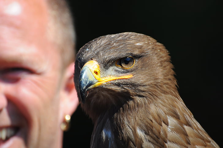 Adler, pták, pohled, dravý pták, hnědý orel, sokolnictví, Headshot