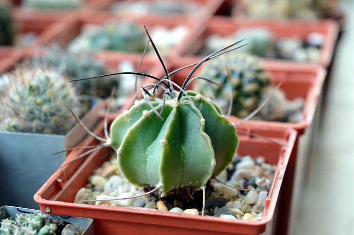 Kaktus, Astrophytum, Sukkulenten, Astrophytum senile, Anlage, kratzig, in einem Topf