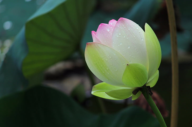 Bloom, pluie, Lotus, feuille, fraîcheur, croissance, nature