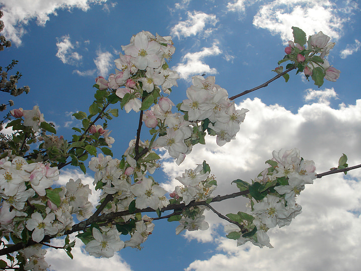 spring, flowers, sunshine, blue, sky, clouds, white