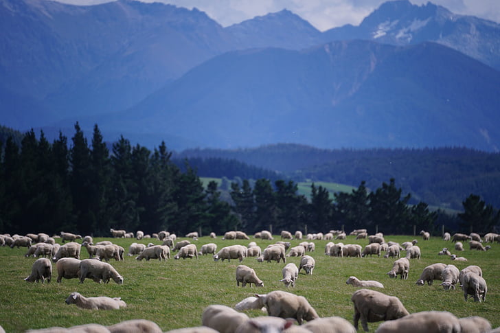овце, Нова Зеландия, ферма, Селско стопанство, пейзаж, агнешко месо, стадо