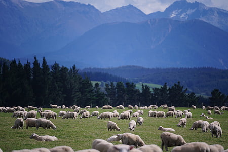 fåren, Nya Zeeland, gård, jordbruk, landskap, lamm, besättning