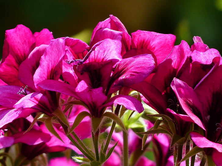 blomster, Pink, rød, ædle pelargonium, engelske pelargonier, Geranium, Regal pelargonium