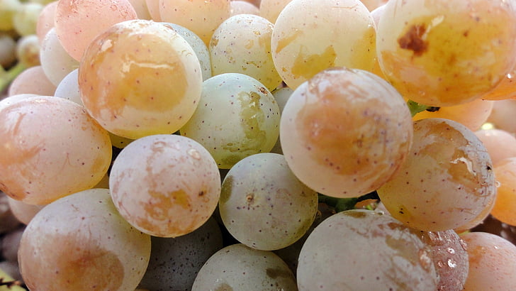 grapes, vineyard, white wine, wine, food, food and drink, close-up