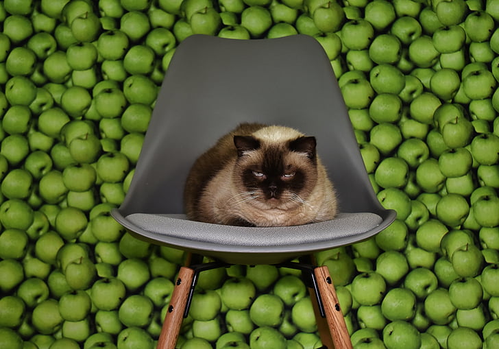 katė, kėdė, susirūpinimą, pavargę, fono, obuolių, juokingas