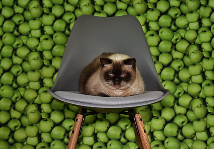 kaķis, krēsls, problēmas, noguris, fons, ābolu, jautrs