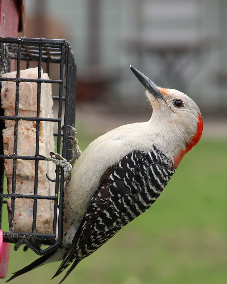 rode bellied woodpecker, feeder, specht, vogel, dieren in het wild, achtertuin, buiten