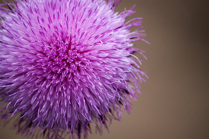flower, plant, nature, bloom, blossoms, purple, close-up