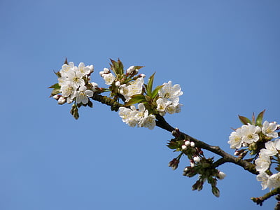 Blossom, Bloom, cseresznye, természet, cseresznyevirág, tavaszi, rózsaszín