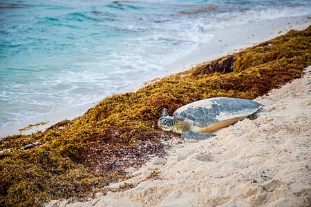 sea turtle, turtle, beach, ocean, water, seaweed, nature