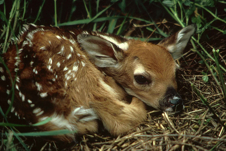 子鹿, 鹿, 赤ちゃん, 若い, 草, 白尾, かわいい