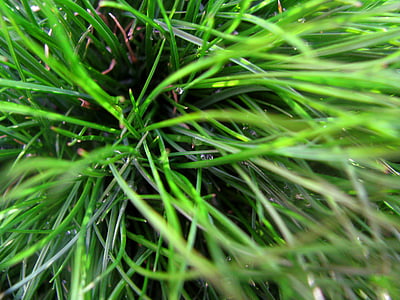 verd, herba, plantes, color verd, fotograma complet, planta, fons