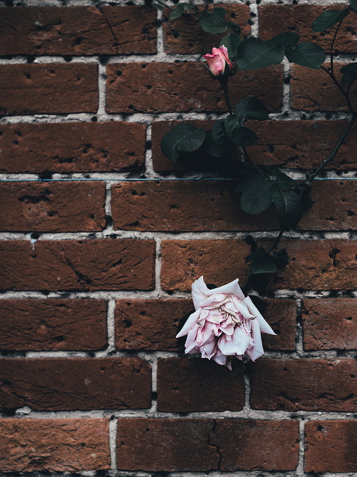rose, flower, bloom, petal, wall, outdoor, brick