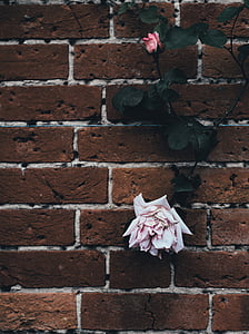τριαντάφυλλο, λουλούδι, άνθιση, πέταλο, τοίχου, εξωτερική, τούβλο