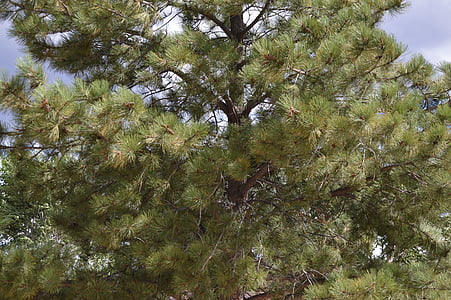Pine, vintergröna träd, miljö, naturen, Woods