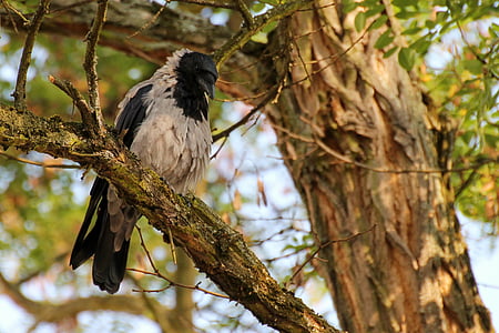 crow, bird, plumage, raven bird, animal, carrion crow, hooded crow