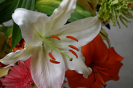 bloemen, boeket, Close-up