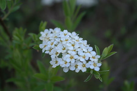 flor, Branco, flor, natureza, flor branca, planta, Primavera