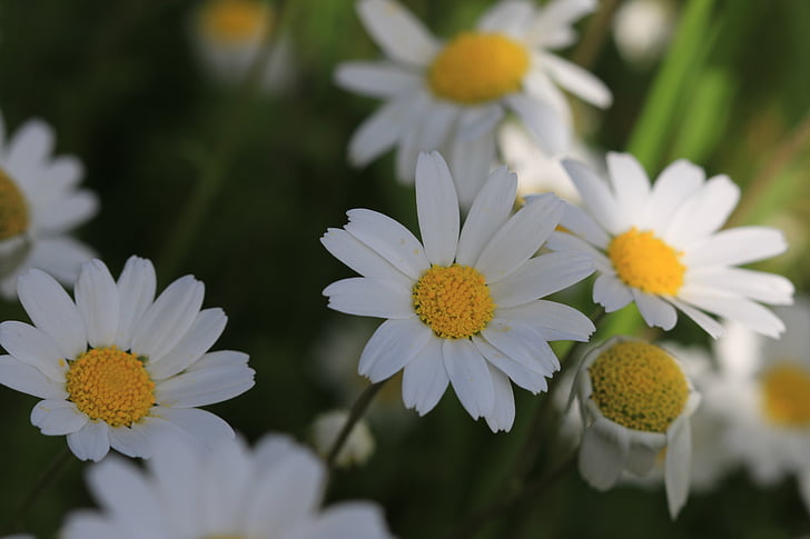 daisy, green, flower, nature, beautiful, flowers, plant