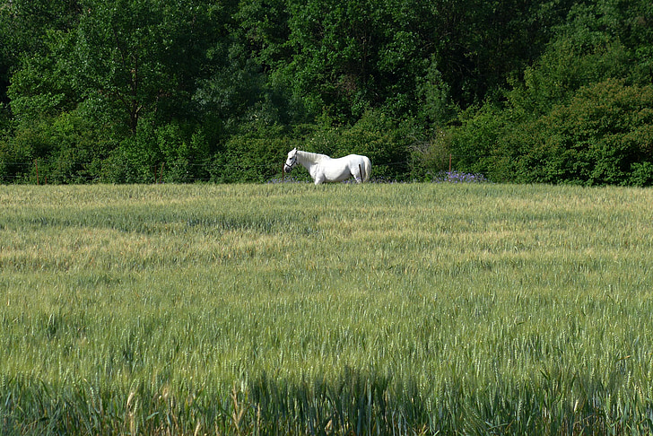 Pferd, Feld, Tier