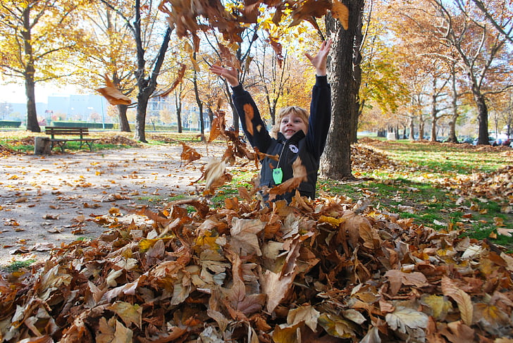 autumn, leaves, playing, boy, outside, bunch, nature