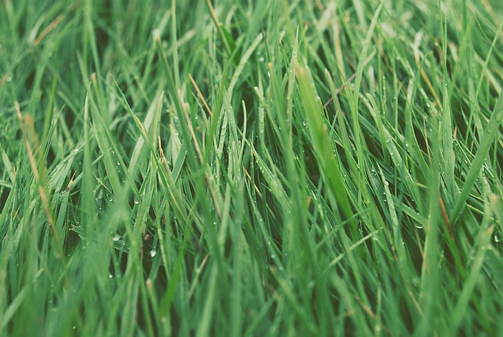трева, тревата, Грийн, буйни, природата, ливада, растеж