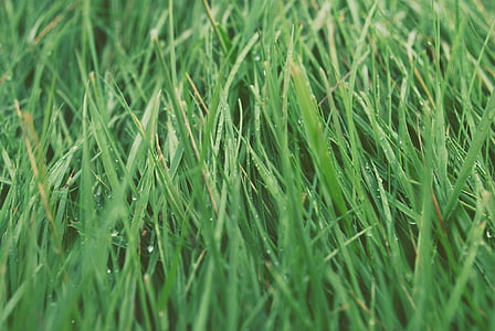 trawa, trawnik, zielony, bujny, Natura, łąka, wzrost