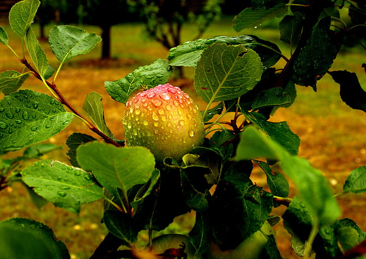 Apple, puu, vihm, vihma tilk, lehed, toidu ja joogiga, roheline värv