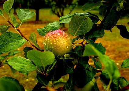 apple, fruit, rain, drop of rain, leaf, food and drink, green color