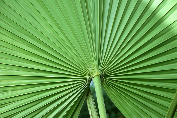 leaf, tropical leaf, tropical plant, palm, palm leaf, fan, leaf fan
