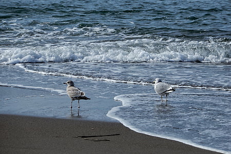 animal, sea, beach, wave, seagull, seabird, wild animal