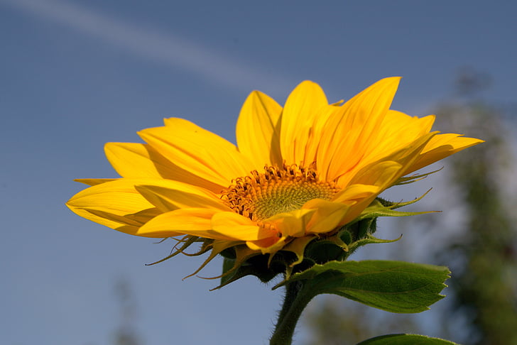 sunflower, yellow, garden, flower, flowering, sunflower petals, sky