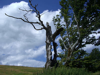 hêtre de météo, tronc d’arbre creux, Sky, bleu, nuages, nature, arbre