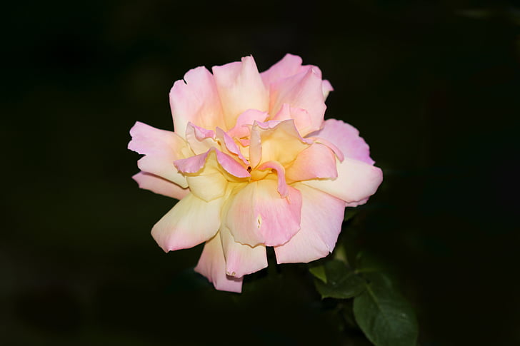 rosa, giardino, fiori, Rose, fiore, Regina dei fiori, luminoso