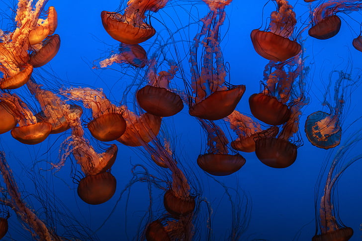 Meduza, vodeni, životinja, oceana, pod vodom, plava, vode