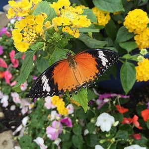 metulj, rumeni cvet, vrt, poletje, cvet, insektov, pomlad