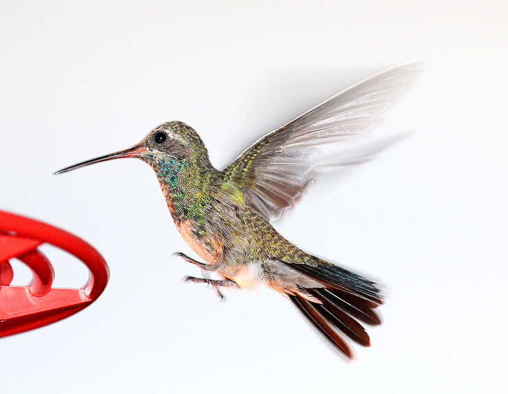 Hummingbird, terbang, pengumpan, satwa liar, alam, penerbangan, sayap