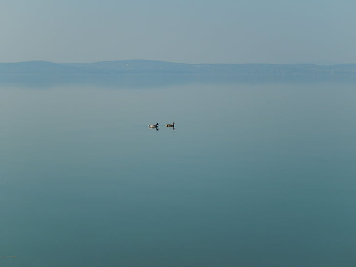 Lago Balatón, Llac, natura, paisatge, ocell
